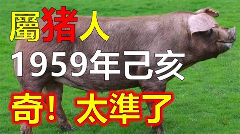 屬豬座像|【屬豬坐向】揭秘！屬豬最佳住房坐向，旺運又聚財！